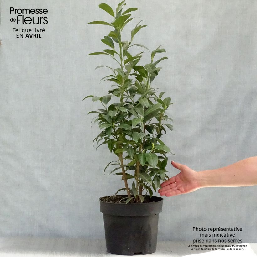 Laurier cerise - Prunus laurocerasus Herbergii 80/100 cm en pot de 10L esemplare consegnato in primavera