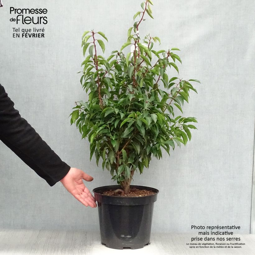 Laurier du Portugal - Prunus lusitanica Angustifolia 70+ en pot de 10L esemplare consegnato in inverno