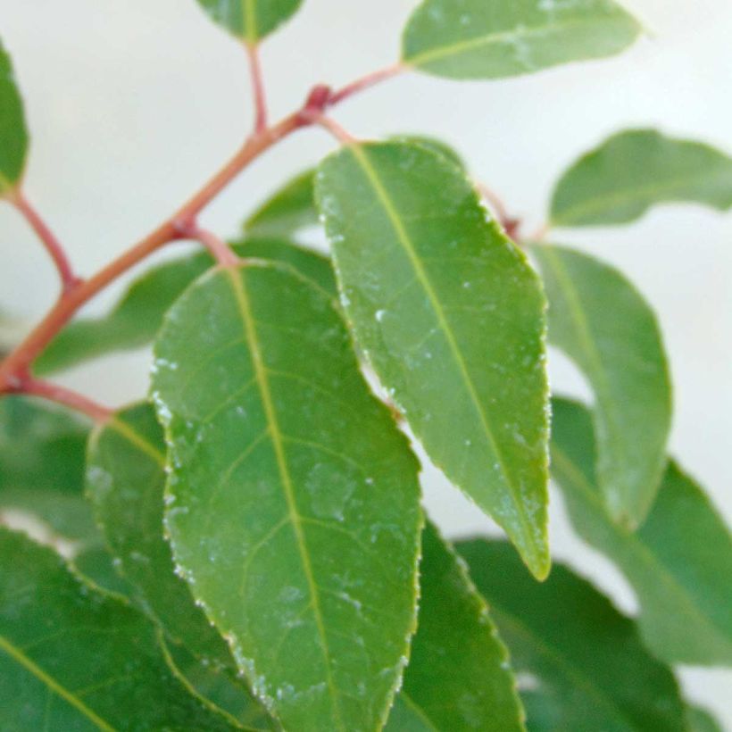 Prunus lusitanica Angustifolia - Lauro del Portogallo (Fogliame)