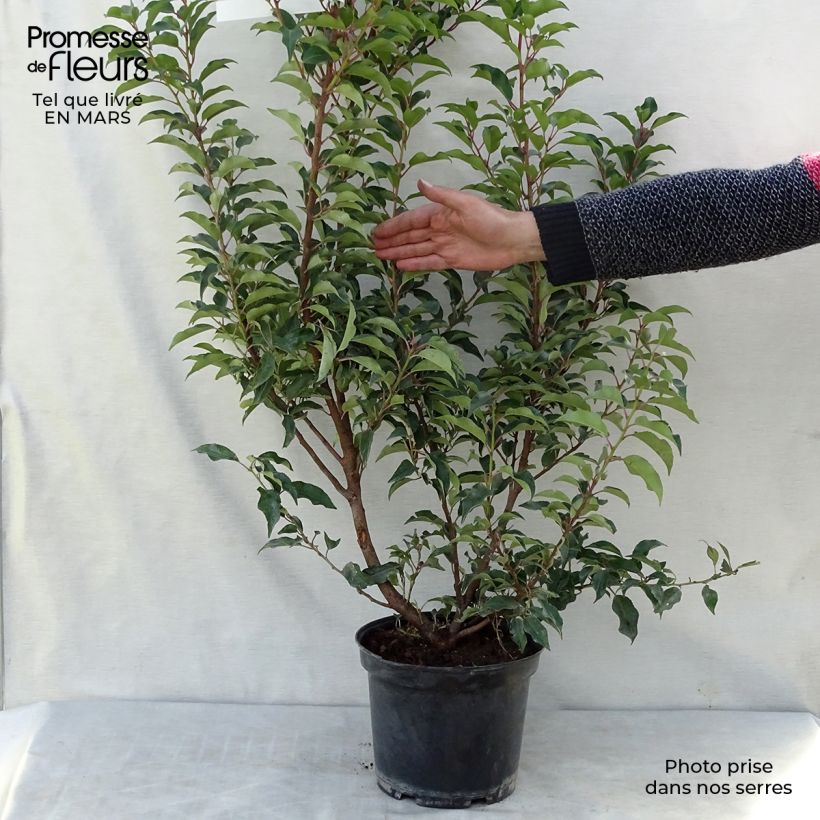 Laurier du Portugal - Prunus lusitanica Brenelia Pot de 7,5L/10L esemplare consegnato in inverno