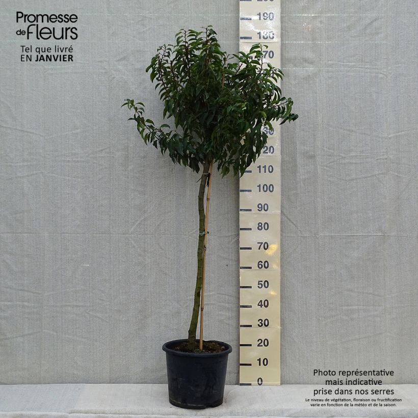 Laurier du Portugal - Prunus lusitanica Myrtifolia Demi-tige en pot de 12l/15l esemplare consegnato in inverno