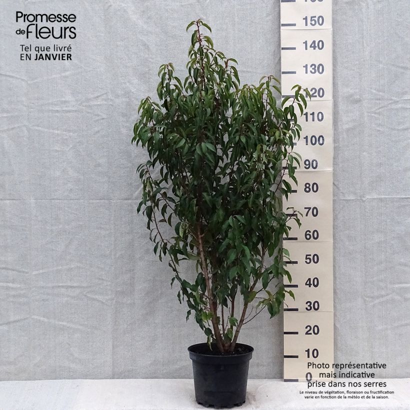 Laurier du Portugal - Prunus lusitanica Myrtifolia en pot de 7,5l/10l esemplare consegnato in inverno