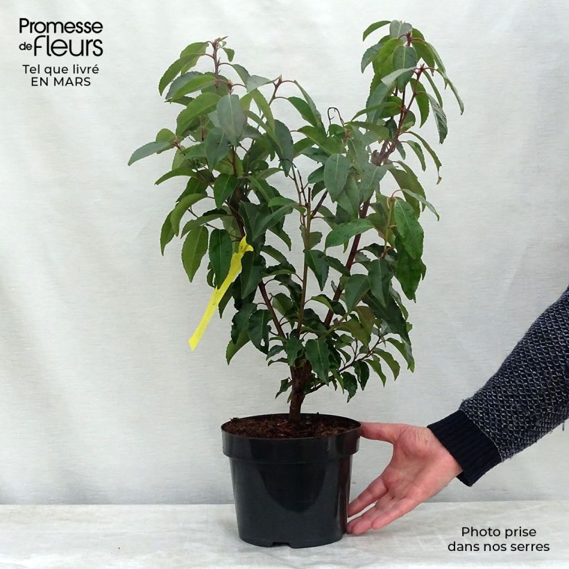 Laurier du Portugal - Prunus lusitanica en pot de 3,5L esemplare consegnato in inverno