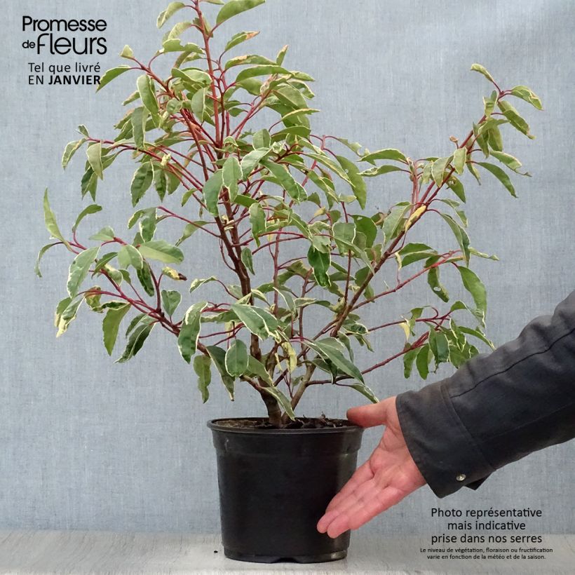 Laurier du Portugal panaché - Prunus lusitanica Variegata Pot de 3L/4L esemplare consegnato in inverno