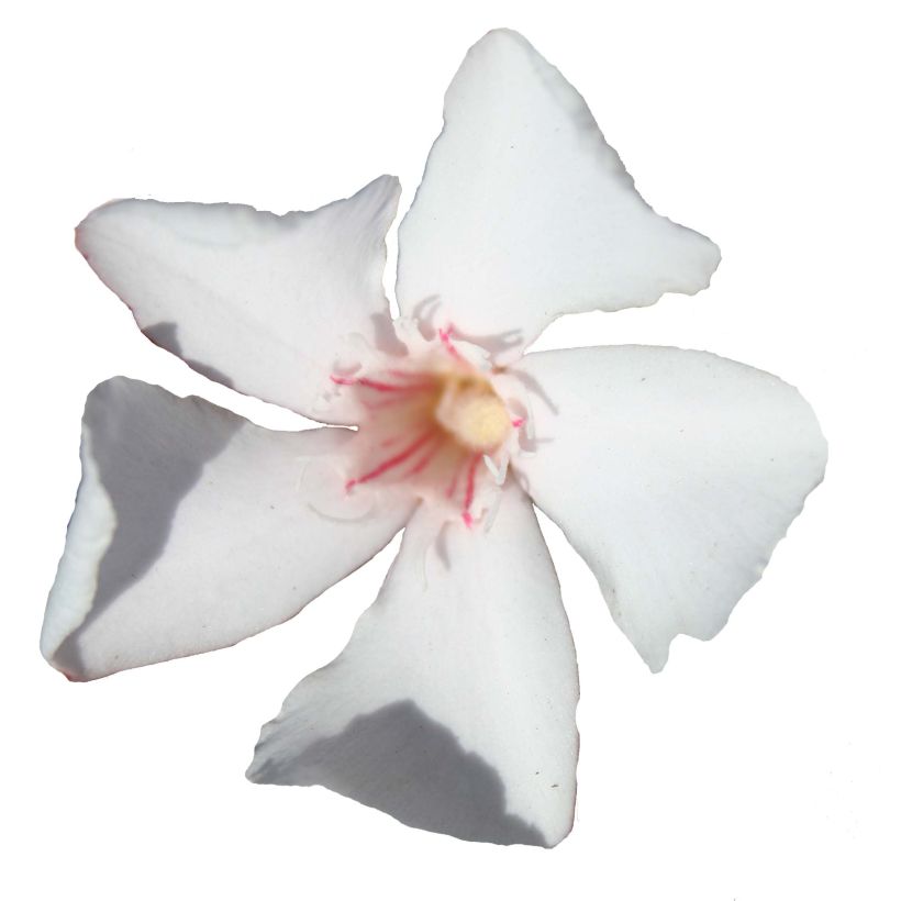 Nerium oleander Alsace - Oleandro (Fioritura)