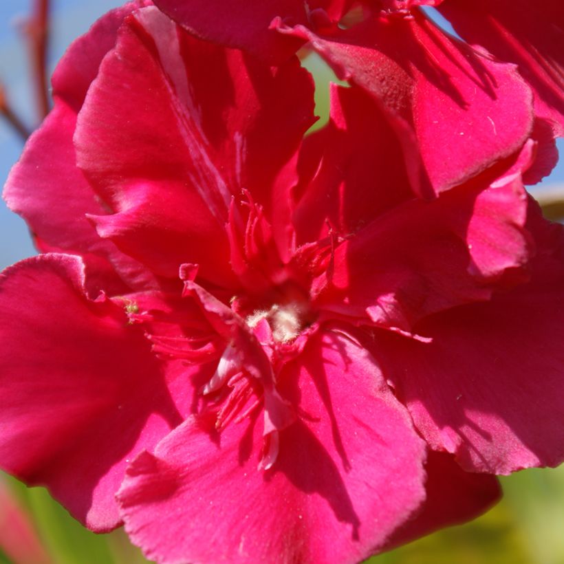 Nerium oleander Commandant Barthélemy - Oleandro (Fioritura)