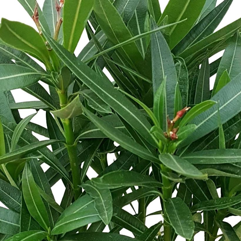 Nerium oleander Luteum Plenum - Oleandro (Fogliame)