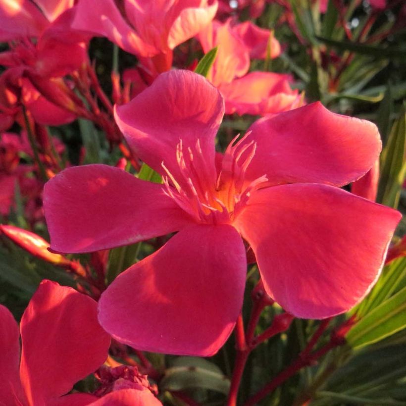 Nerium oleander Papa Gambetta - Oleandro (Fioritura)