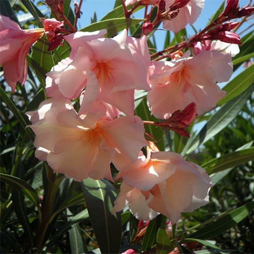 Nerium oleander Provence - Oleandro (Fioritura)