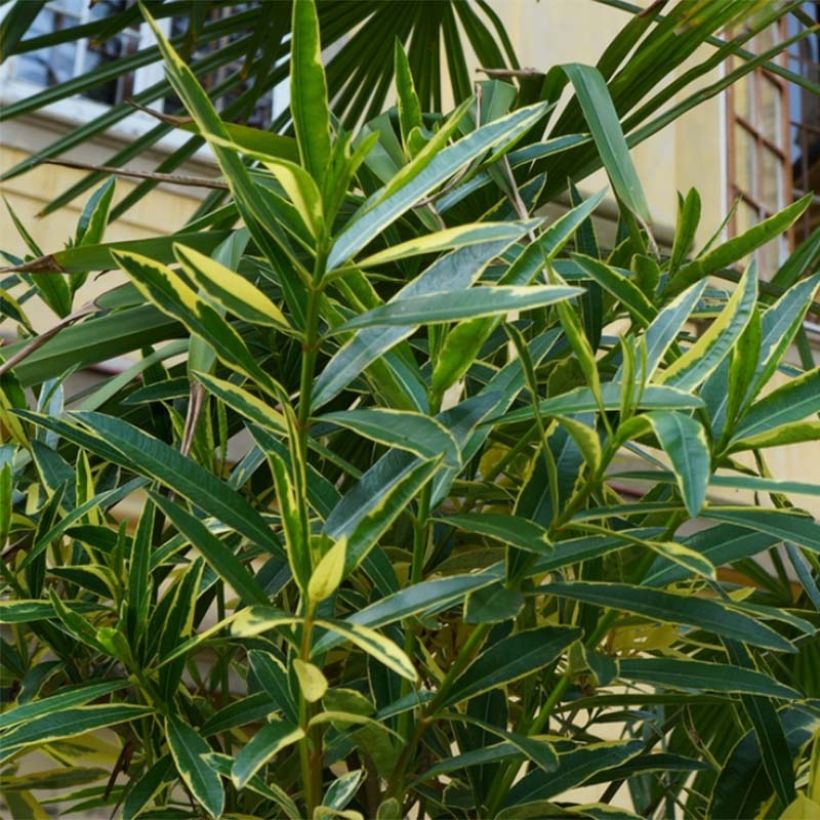 Nerium oleander Variegata - Oleandro (Fogliame)