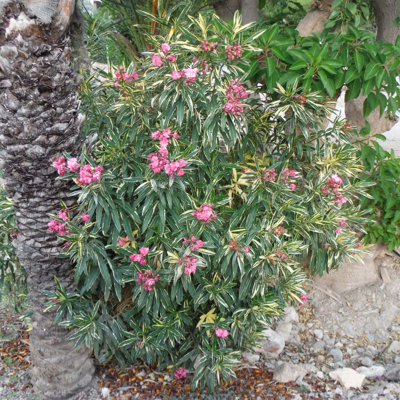 Nerium oleander Variegata - Oleandro (Porto)