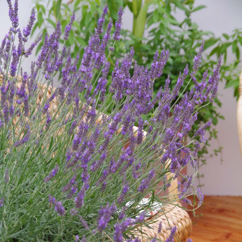 Lavandula intermedia Phenomenal 'Niko - Lavandino (Fioritura)