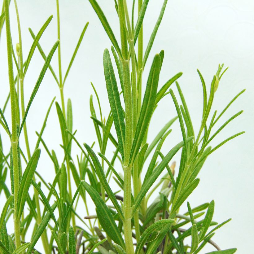 Lavandula officinalis - Lavanda (Fogliame)