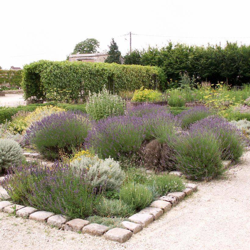 Lavandula officinalis - Lavanda (Porto)