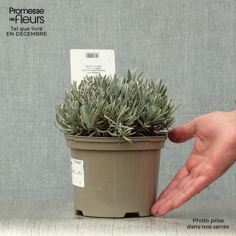 Lavande hybride, Lavandin - Lavandula intermedia Edelweiss Pot de 1.5L/2L esemplare consegnato in inverno