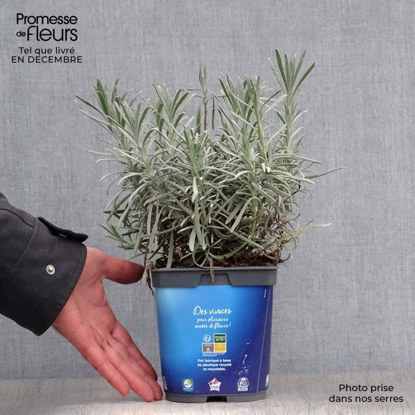 Lavande hybride, Lavandin - Lavandula intermedia Grosso en pot de 2 litres esemplare consegnato in inverno