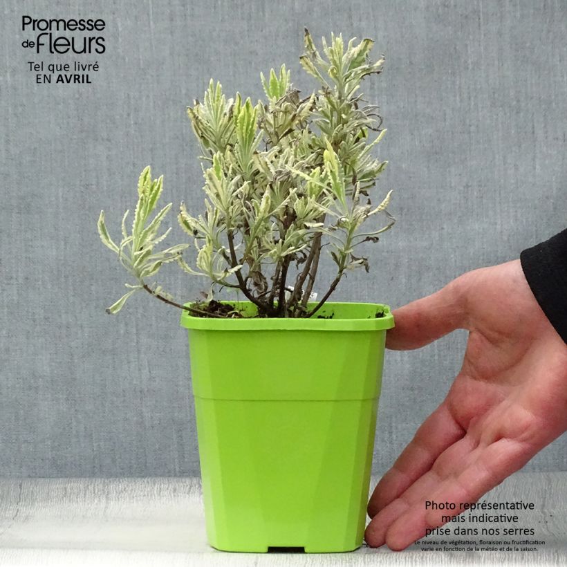 Lavande hybride Meerlo - Lavandula allardii Pot de 1,5L esemplare consegnato in primavera