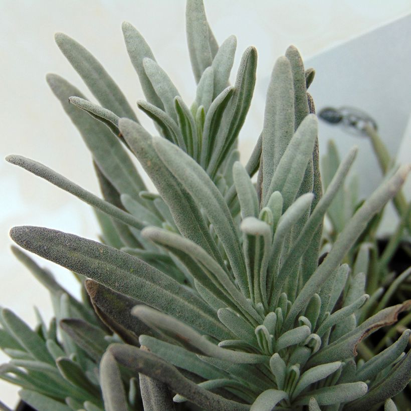 Lavandula intermedia Edelweiss - Lavandino (Fogliame)