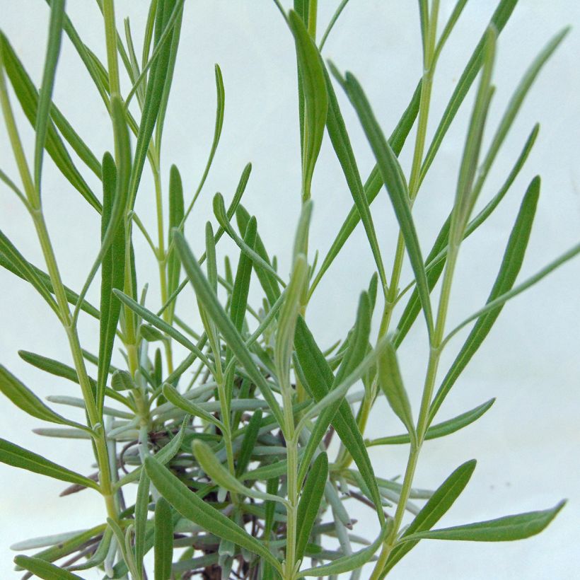 Lavandula intermedia Grosso - Lavandino (Fogliame)