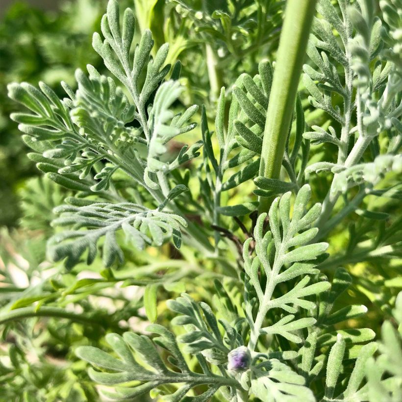 Lavandula pinnata var. pinnata - Lavanda (Fogliame)