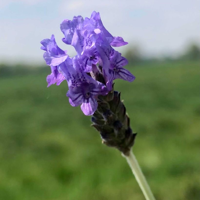 Lavandula pinnata var. pinnata - Lavanda (Fioritura)