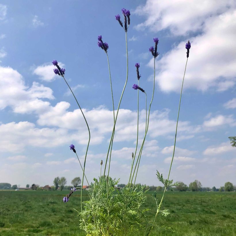 Lavandula pinnata var. pinnata - Lavanda (Porto)