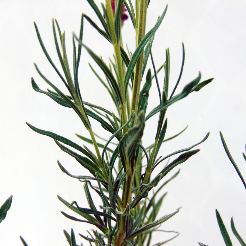 Lavandula stoechas (Fogliame)