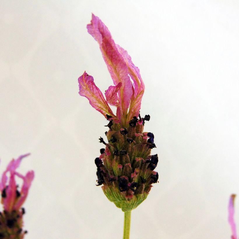 Lavandula stoechas (Fioritura)