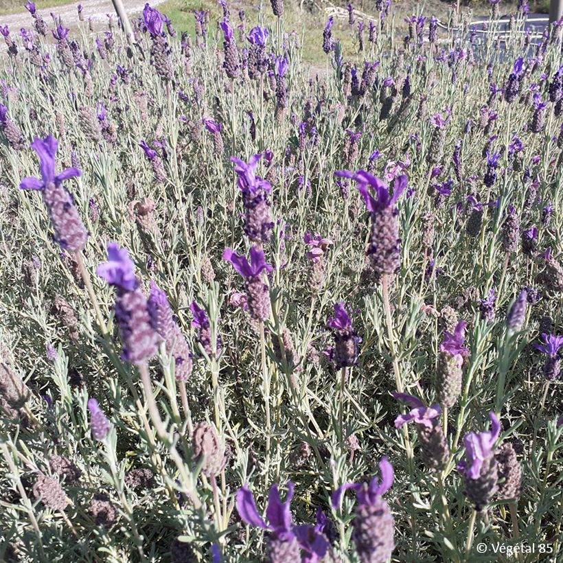 Lavandula stoechas Madrid Purple (Porto)