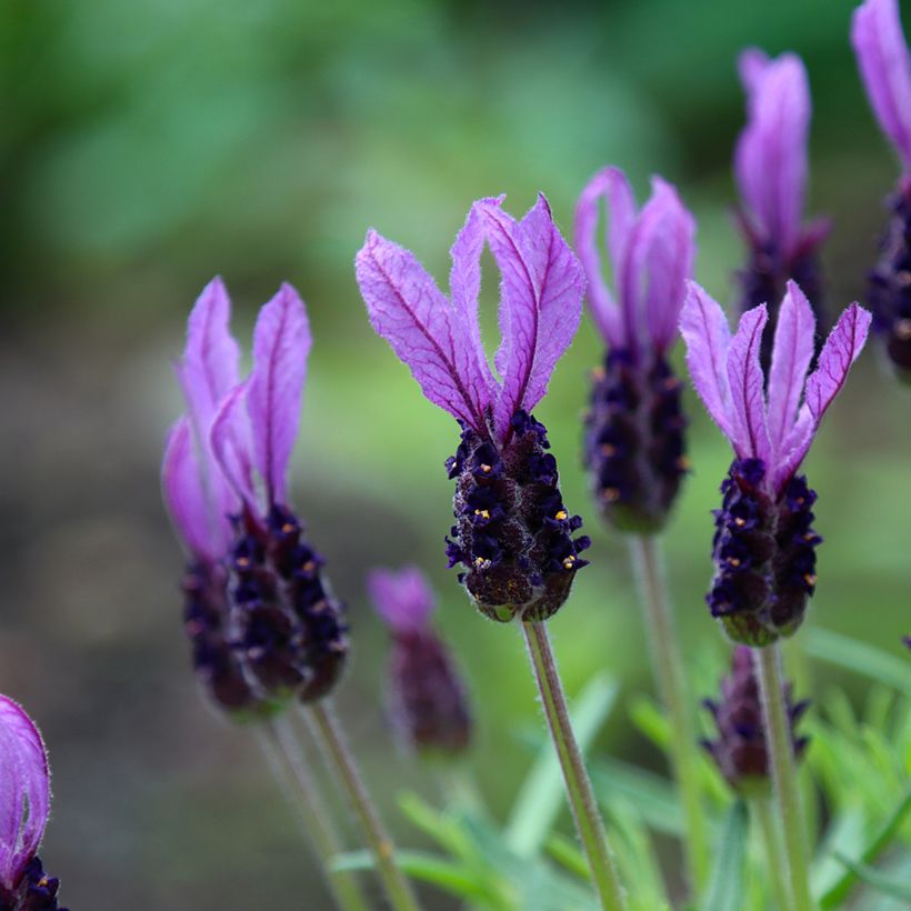 Lavandula stoechas Madrid Purple (Fioritura)