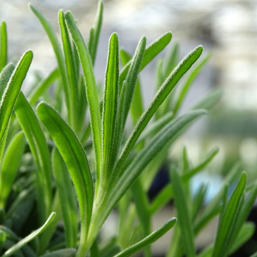 Lavandula angustifolia Alba - Lavanda vera (Fogliame)