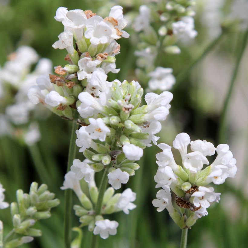 Lavandula angustifolia Alba - Lavanda vera (Fioritura)