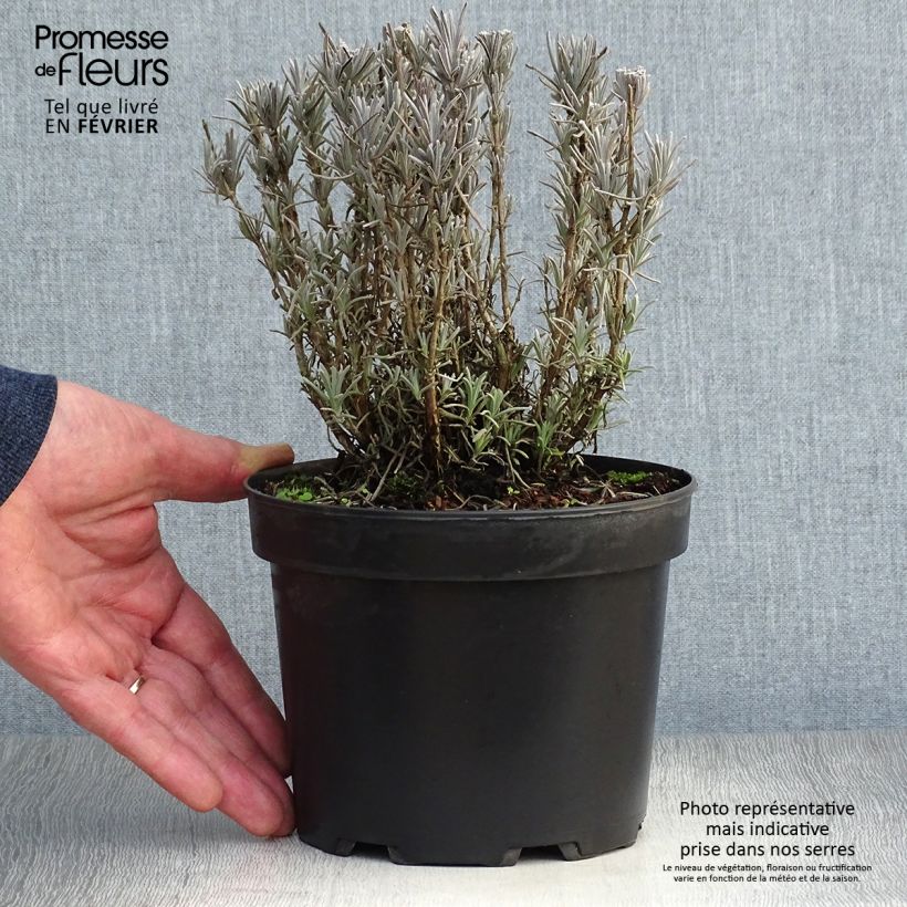 Lavande vraie - Lavandula angustifolia Alba en pot de 2/3 litres esemplare consegnato in inverno