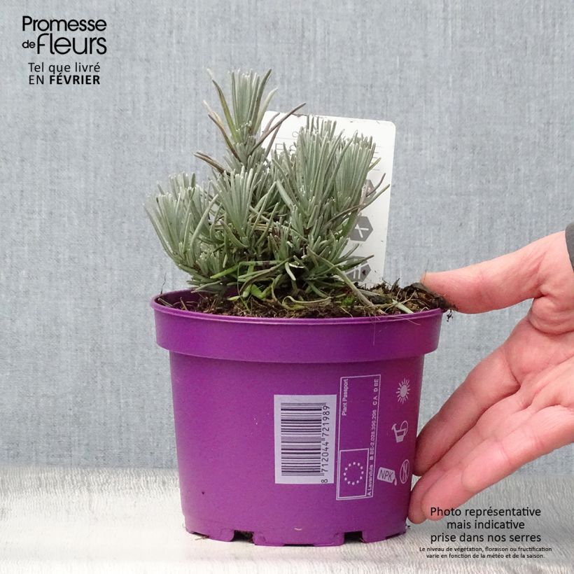 Lavande vraie - Lavandula angustifolia Hidcote en godet de 12cm esemplare consegnato in inverno