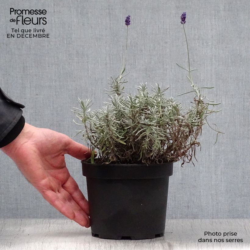 Lavande vraie - Lavandula angustifolia Hidcote en pot de 1.5L/2L esemplare consegnato in inverno