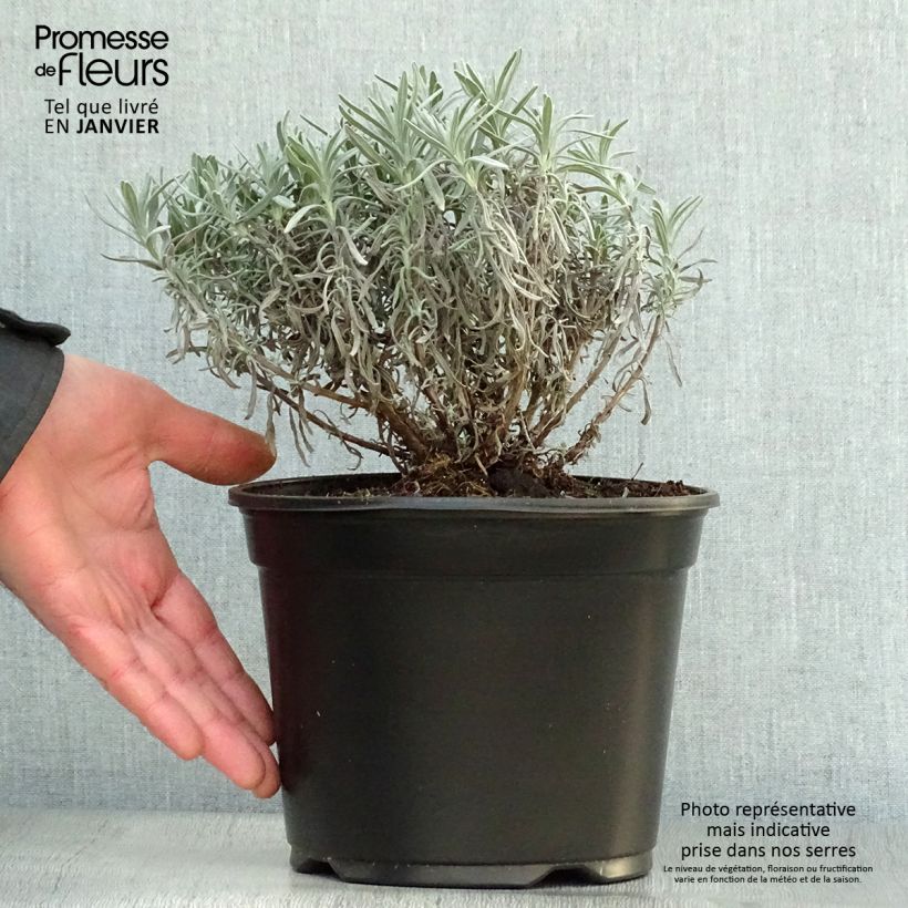 Lavande vraie - Lavandula angustifolia Hidcote en pot de 3L/4L esemplare consegnato in inverno