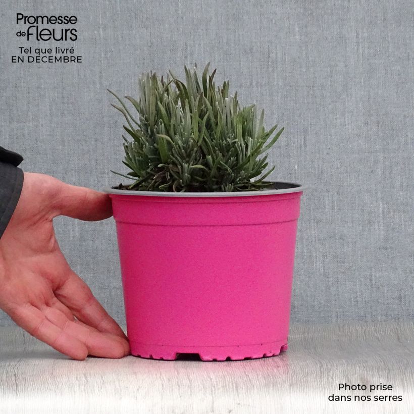 Lavande vraie - Lavandula angustifolia Rosea en pot de 2/3 litres esemplare consegnato in inverno