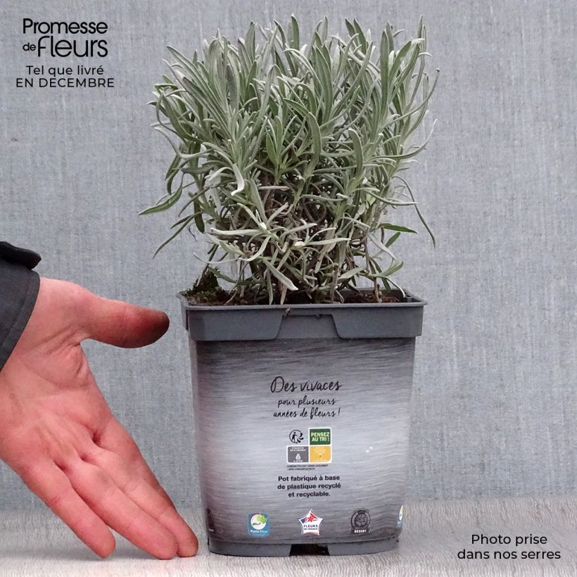 Lavandin - Lavandula intermedia Dutch group en pot de 2 litres esemplare consegnato in inverno