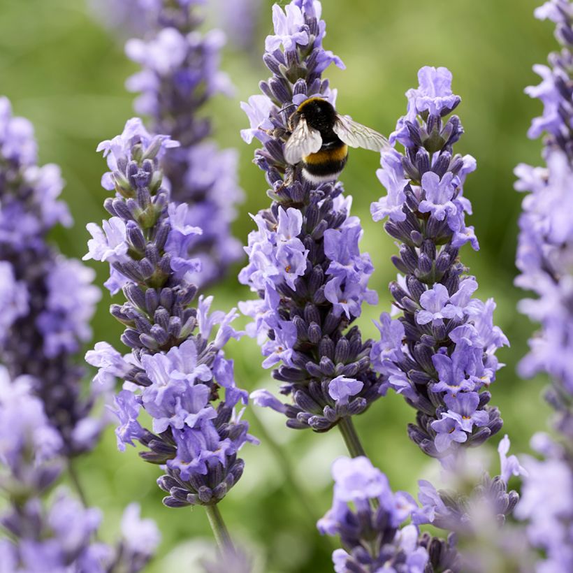 Lavandula intermedia Sensational! - Lavandino (Fioritura)