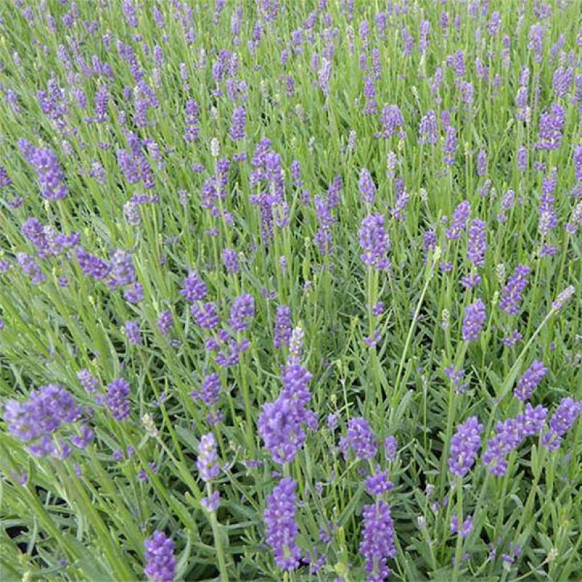 Lavandula angustifolia Essence Purple - Lavanda vera (Fioritura)