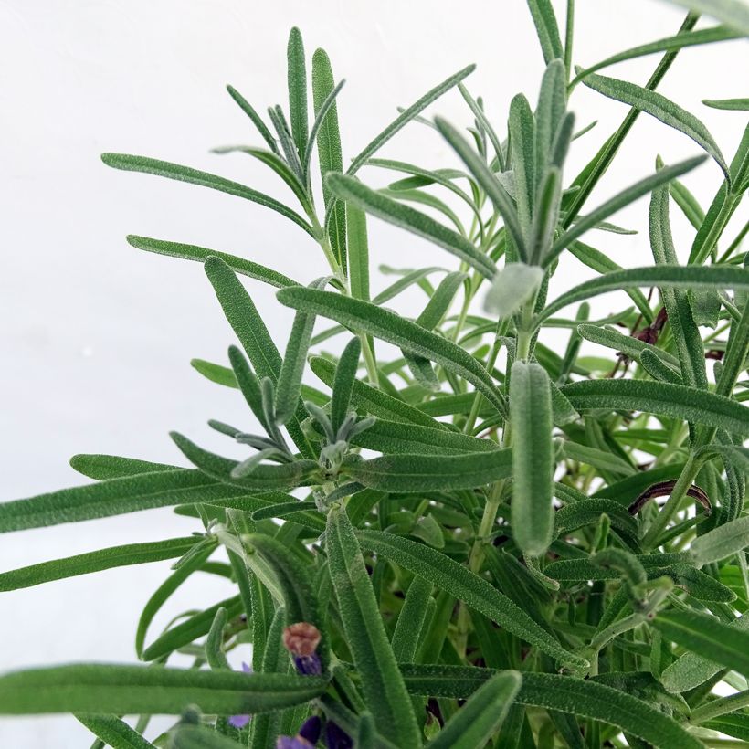 Lavandula angustifolia Essence Purple - Lavanda vera (Fogliame)