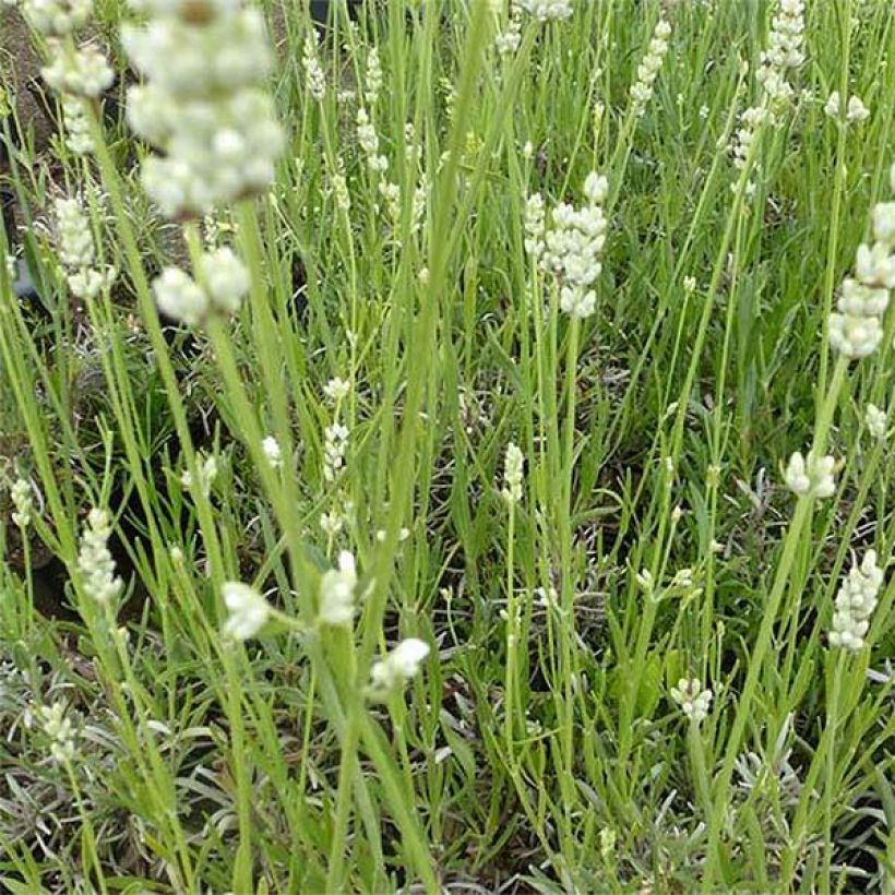 Lavandula angustifolia Hidcote White - Lavanda vera (Fioritura)