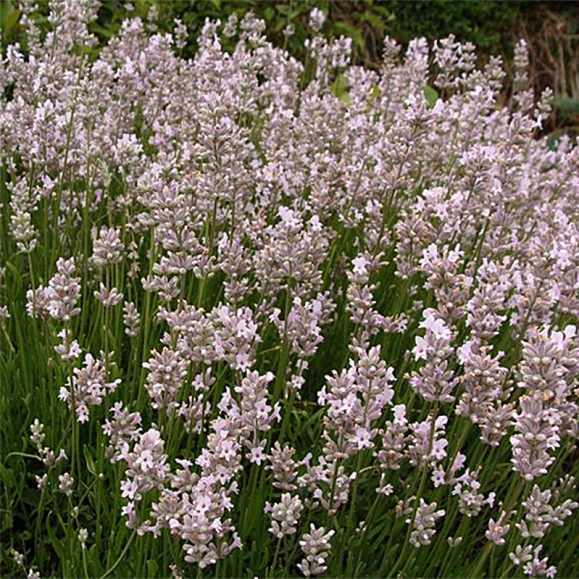 Lavandula angustifolia Rosea - Lavanda vera (Fioritura)