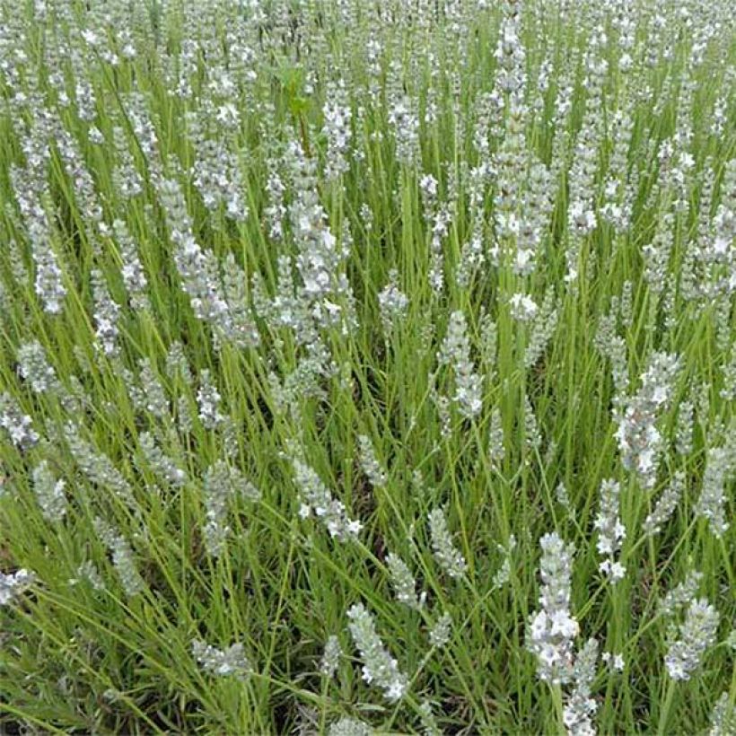 Lavandula angustifolia Silbermöwe - Lavanda vera (Fioritura)