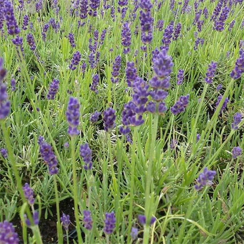 Lavandula angustifolia Twickel Purple - Lavanda vera (Fioritura)