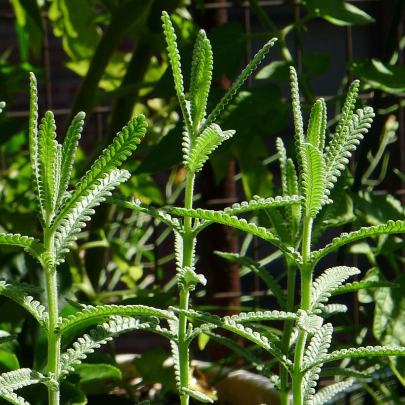 Lavandula dentata - Lavanda dentata (Fogliame)