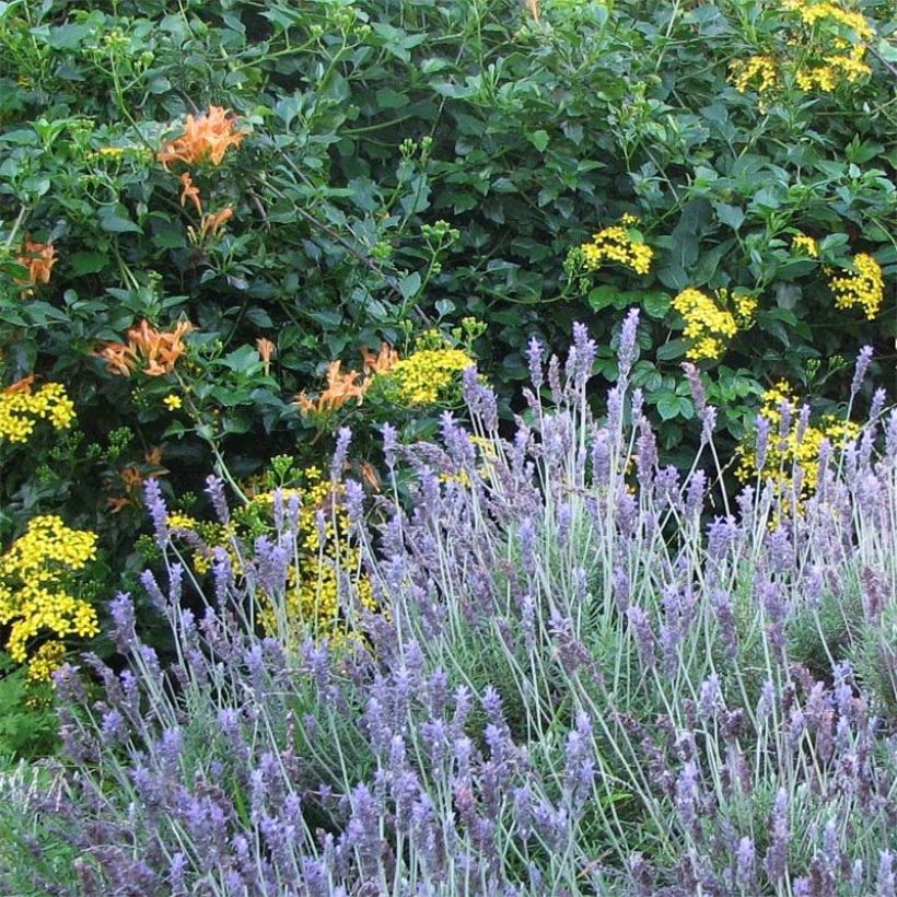 Lavandula dentata - Lavanda dentata (Fioritura)