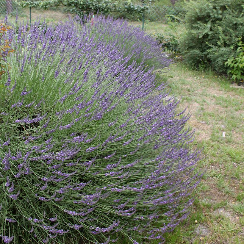 Lavandula intermedia Grosso - Lavandino (Porto)