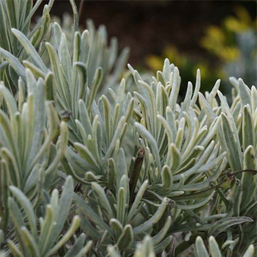 Lavandula intermedia Walburton's Silver Edge - Lavandino (Fogliame)