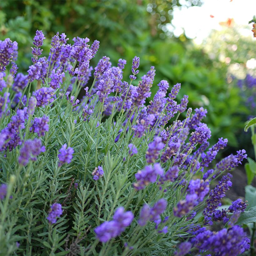 Lavandula intermedia Dutch Group - Lavandino (Fioritura)